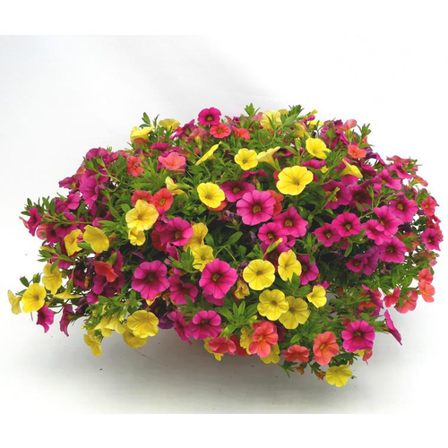 Visuel 1 du produit Calibrachoa Trio - Le pot de 1 litre