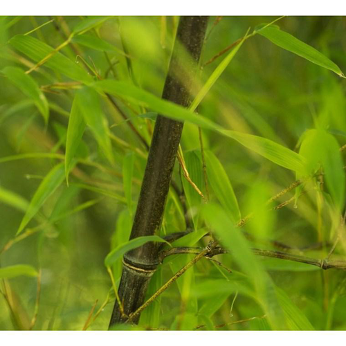 Visuel 1 du produit Bambou Phyllostachys Nigra Henonis. Le pot de 15 litres