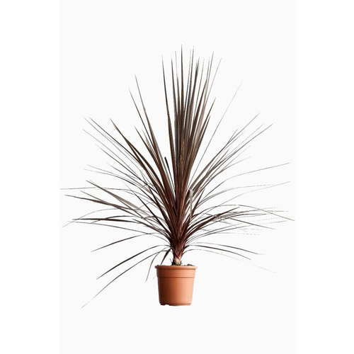 Visuel 1 du produit Cordyline Australis Atropurpurea en pot de 13 L rouge