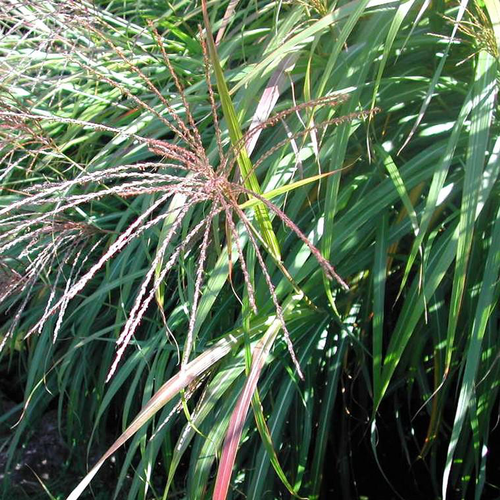 Visuel 1 du produit Miscanthus Sinensis Red Cloud - Le pot de 3 litres