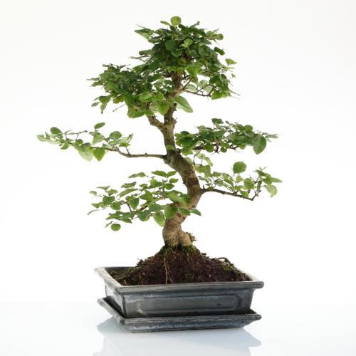 Visuel 1 du produit Bonsaï Ligustrum botanic® taille 5,5. Le pot