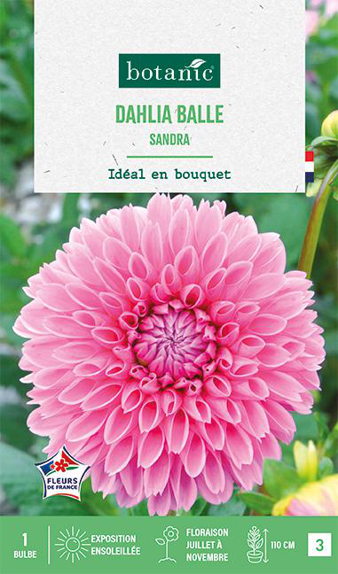 Visuel 1 du produit Bulbe de fleurs Dalhia balle Sandra botanic® - 1 bulbe