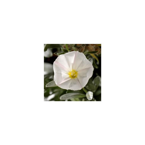 Visuel 1 du produit Convolvulus Cneorum - Le pot de 2,5 litres