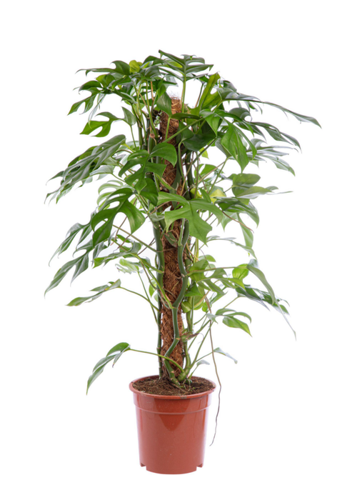 Visuel 1 du produit Monstera minima vert. Le pot Ø 17 cm