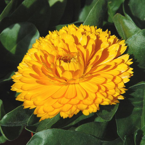 Visuel 1 du produit Souci - Le pot de 13 cm