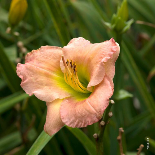 Visuel 1 du produit Hémérocalle 'Chorus Line' - Le pot de 2 litres