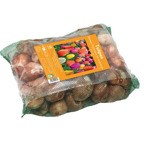 Visuel 1 du produit Bulbes de fleurs Tulipe Darwin hybride mix botanic® - 35 bulbes