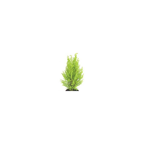 Visuel 1 du produit Cupressus Gold Crest jaune - Avec cache pot