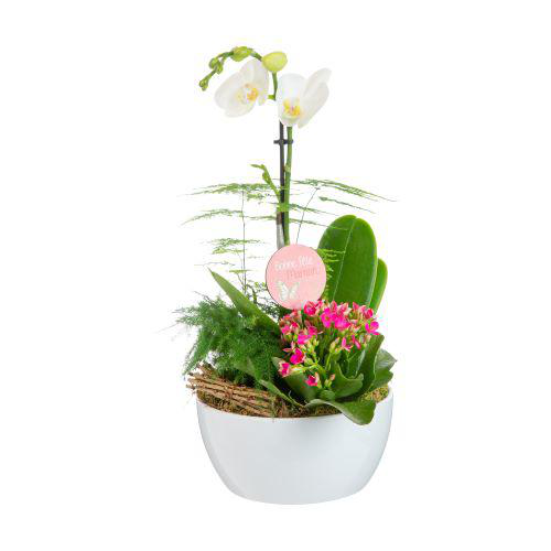 Visuel 1 du produit Composition orchidée avec un pot en céramique coloris blanc