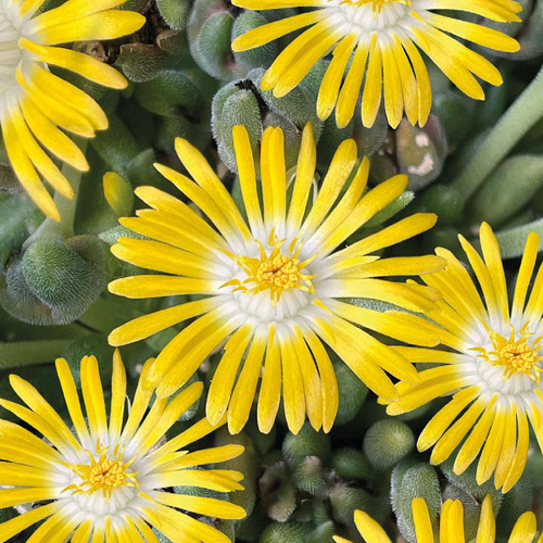 Visuel 1 du produit Delosperma 'Lido' Jaune A Coeur Blanc - Le pot de 9x9 cm