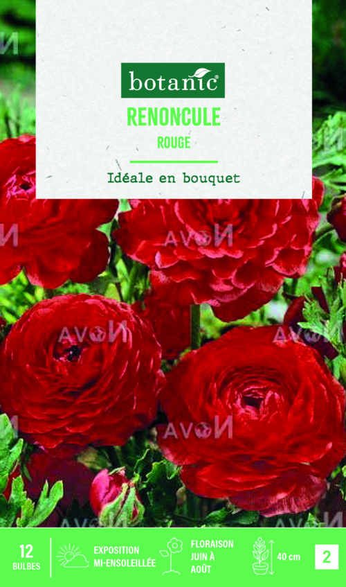 Visuel 1 du produit Bulbes de fleurs Renoncule asiatique rouge botanic® – 12 bulbes