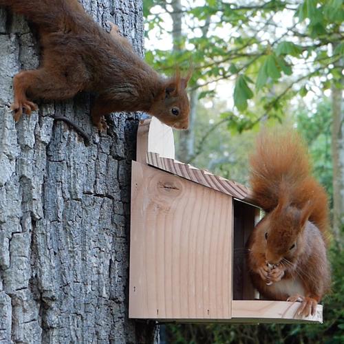 Visuel 4 du produit Mangeoire en pin 2 en 1 pour oiseaux ou écureuils 18 x 20 x 24 cm
