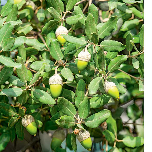 Visuel 1 du produit Chêne vert botanic®. Le pot de 10 litres