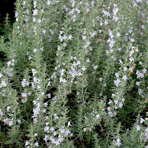 Visuel 1 du produit Sariette Des Montagnes Bio. Le pot de 1 litre