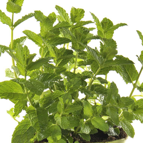 Visuel 1 du produit Menthe Corse - Le pot de 1 litre