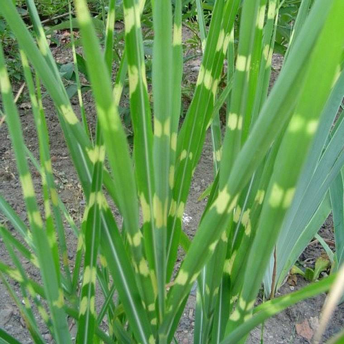 Visuel 1 du produit Miscanthus sinensis zebrinus vert en pot de 2 L