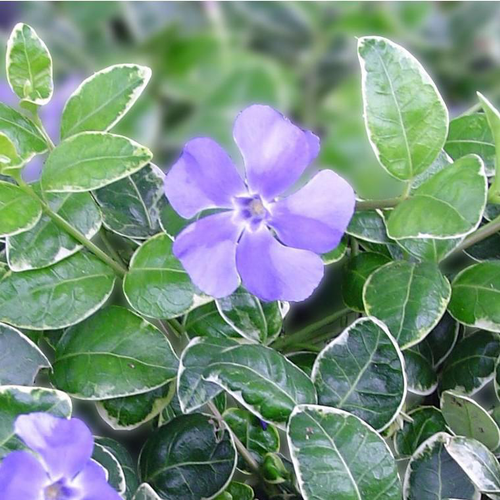 Visuel 1 du produit Petite pervenche - Le pot de 10,5 cm