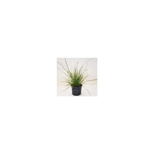 Visuel 1 du produit Pennisetum Alop.Little Bunny - Le pot de 1 litre