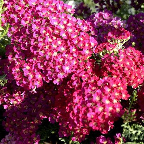 Visuel 1 du produit Achillea Millefolium Tutti Frutti Pomegranate, le pot de 4 litres