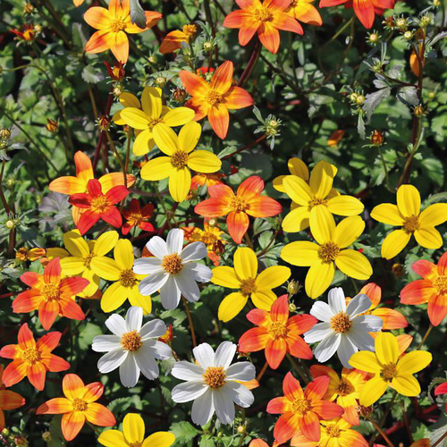 Visuel 1 du produit Bidens compact varie - Le pot de 9 x 9 cm.