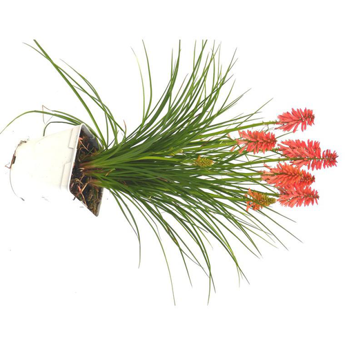 Visuel 1 du produit Kniphofia ou Tritoma Poco Varié à fleurs oranges - Le pot de 7,5 litres