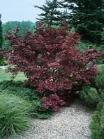 Visuel 1 du produit Erable du Japon (ACER PALMATUM COLLECTION ) Le pot de 3 litres