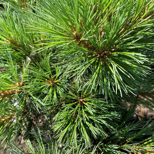 Visuel 1 du produit Pin de Weymouth nain (Pinus Strobus Nana Radiata). Le pot de 35 litres