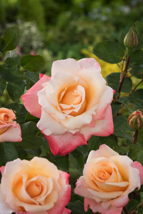 Visuel 1 du produit Rosier Latitia Casta®. Le pot de 5 litres
