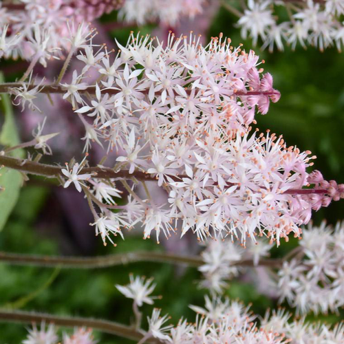 Visuel 1 du produit Tiarella - Le pot de 2 litres