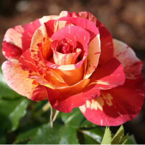 Visuel 1 du produit Rosier Alfred Sisley® Delstrijor