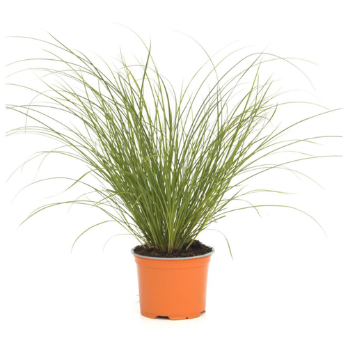 Visuel 1 du produit Carex Testacea Prairie Fire orange botanic®. Le pot de 1 litre