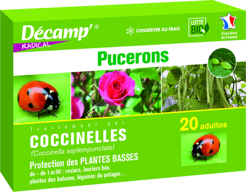 Visuel 1 du produit Coccinelles Septempunctata 20 adultes