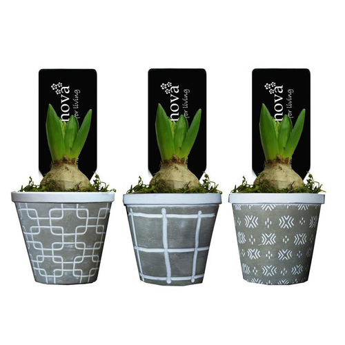 Visuel 1 du produit Jacinthe en pot déco. La composition de 12 cm