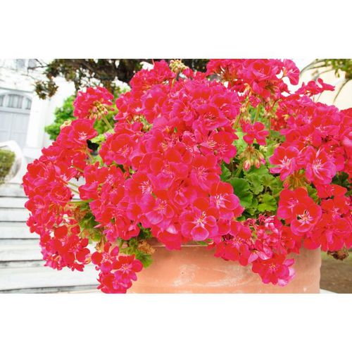 Visuel 2 du produit Terreau plantes fleuries botanic® - 70 L