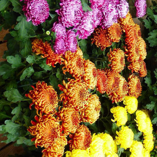 Visuel 1 du produit Chrysanthème à grandes fleurs doubles multicolores - La coupe Ø 27 cm