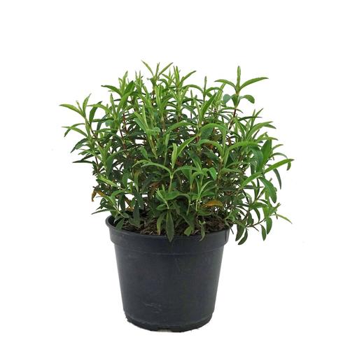 Visuel 1 du produit Ciste purpureus rouge. Le pot de 5 litres