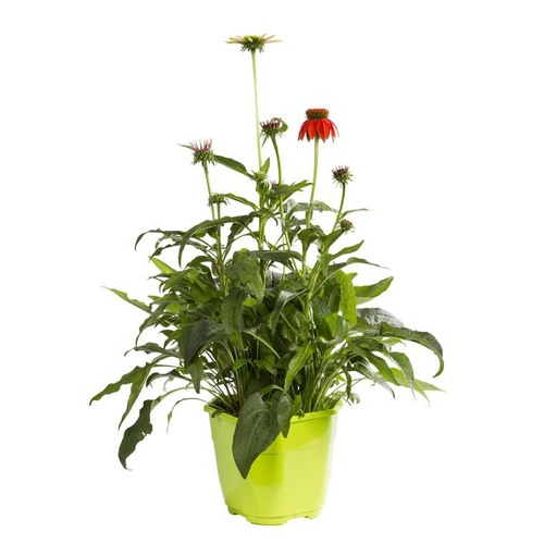 Visuel 1 du produit Plantes vivaces variées fleuries divers coloris. Le pot de 2 litres