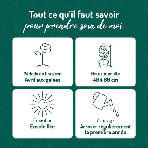 Visuel 1 du produit Salvia leucantha bleue - Le pot de 9 x 9 cm