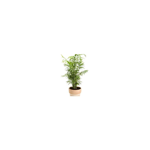 Visuel 1 du produit Chamaedorea ou Palmier nain pot Ø17 cm/ H60 cm