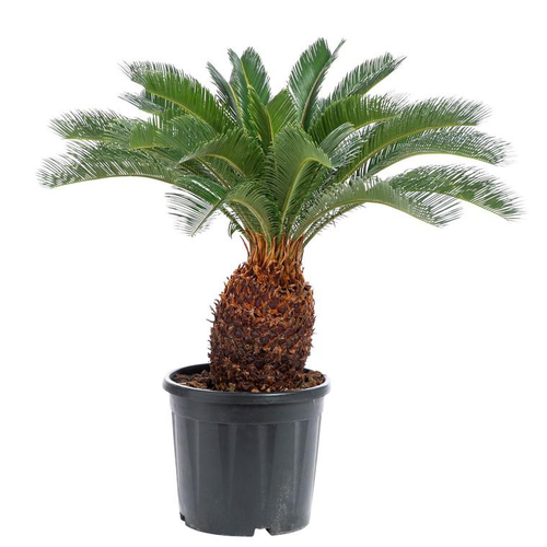 Visuel 1 du produit Cycas Revoluta tronc 15/20. Le pot de 10 litres