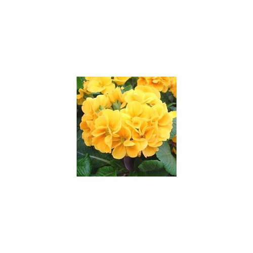 Visuel 1 du produit Primevère coucou - Le pot de 2 litres