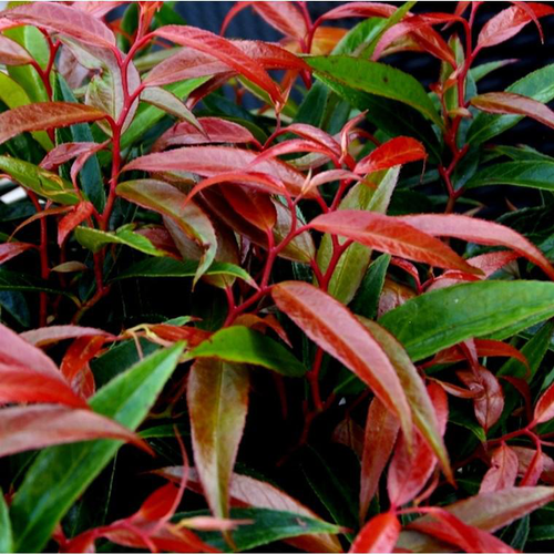 Visuel 1 du produit Leucothoe Mix 3 Varietes - Le pot de 1 litre