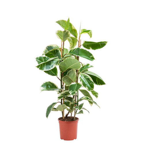 Visuel 1 du produit Plante verte ficus elastica tineke coloris vert - Ø 20 cm