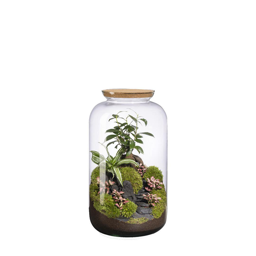 Visuel 1 du produit Terrarium autonome Bonbonne Landscape botanic® - taille M