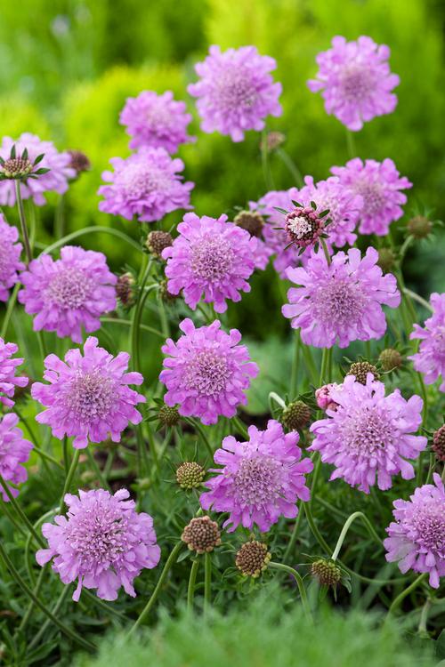 Visuel 1 du produit Scabieuse ‘Pink Mist’ - Le pot de 2 litres