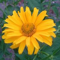 Visuel 1 du produit Helianthus - Le pot de 1 litre