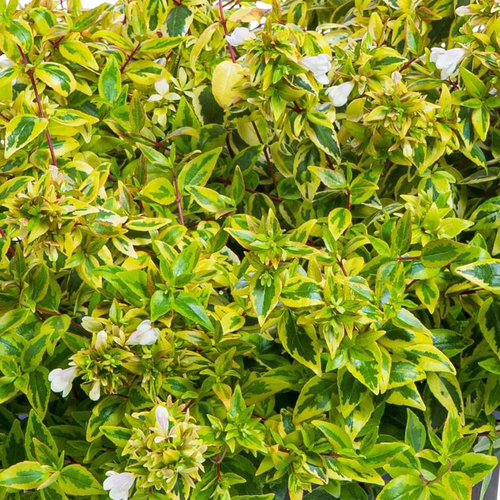 Visuel 1 du produit Abelia Gamme Collection. Le pot de 4 litres