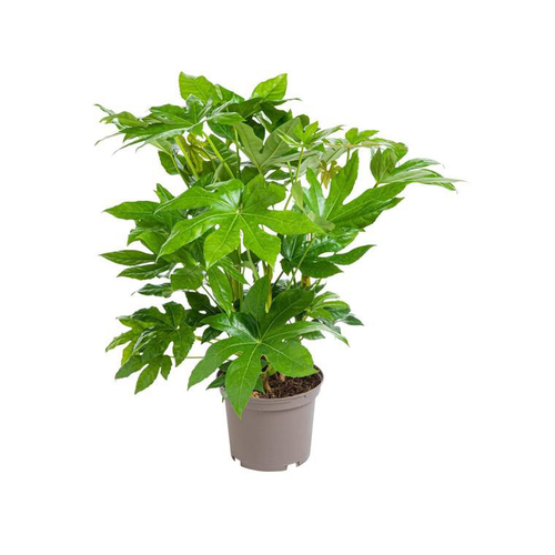 Visuel 1 du produit Aralia (FATSIA JAPONICA) Le pot de 7 litres