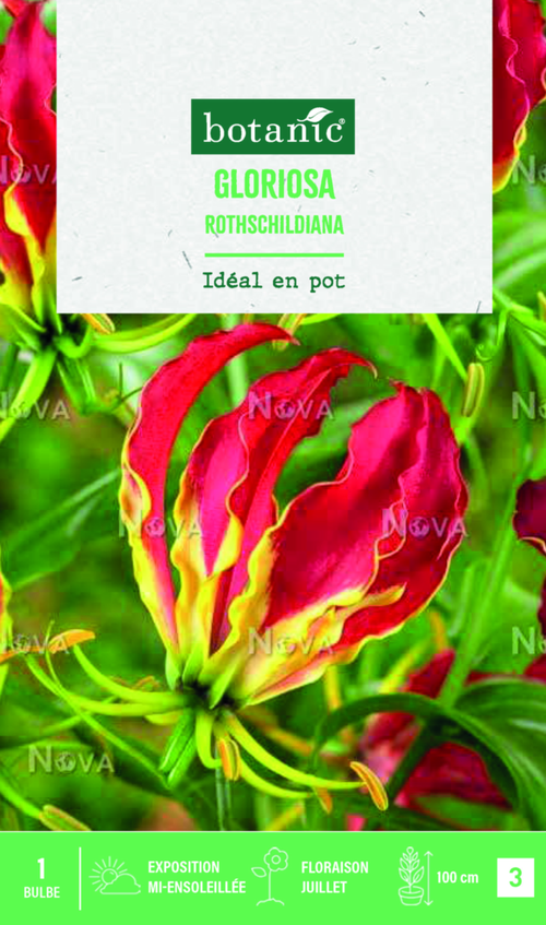 Visuel 1 du produit Bulbe de fleurs Gloriosa rothschildiana botanic® - 1 bulbe