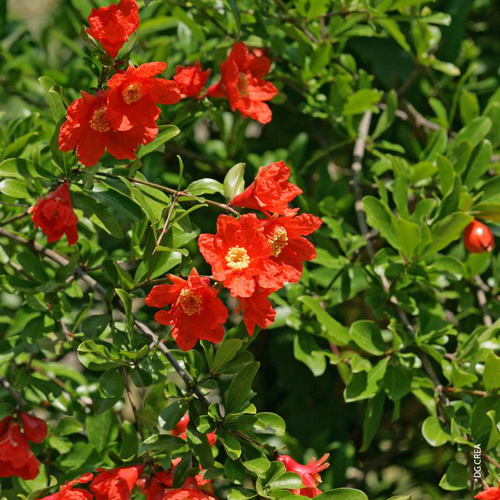 Visuel 1 du produit Punica Granatum Nana - Le pot de 2.5 litres